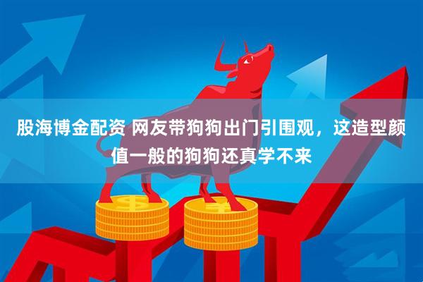 股海博金配资 网友带狗狗出门引围观，这造型颜值一般的狗狗还真学不来